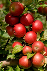Lekre oppskrifter på eplekake til epledagen