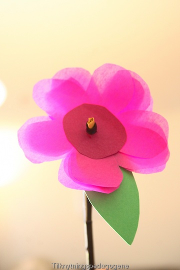 Silkepapirblomst, nærbilde av selve blomsten