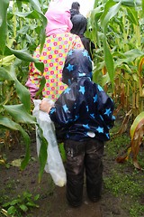 Barna liker å plukke mais på åkeren