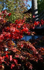 Røde blader på høsten