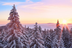 Vintersol over snødekte grantrær