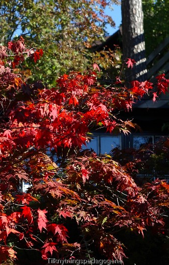 Røde blader på høsten