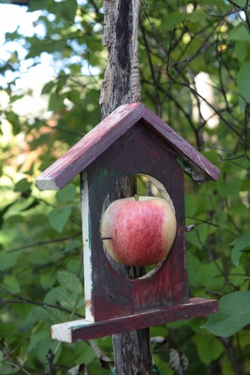 Fuglemater med rødt eple